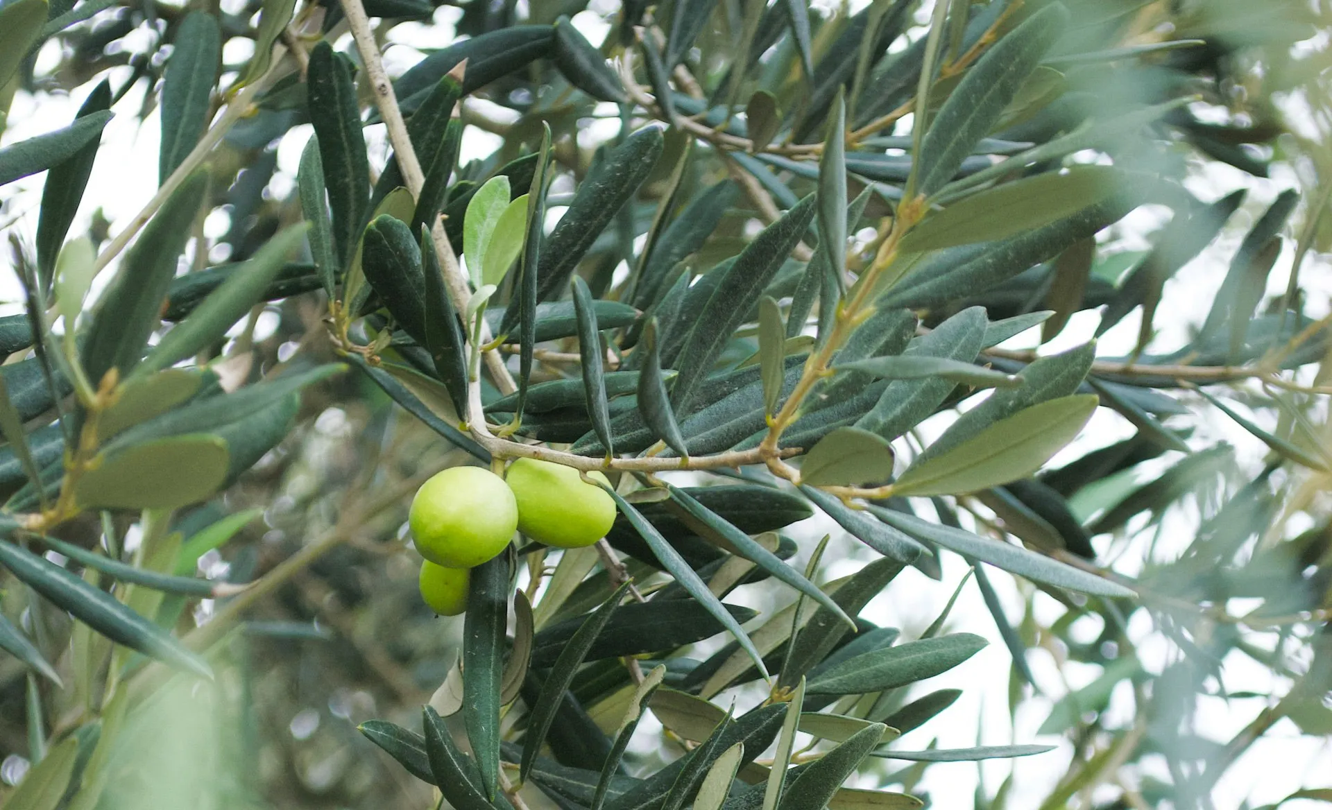 Ψυχρή έκθλιψη ελαιόλαδου